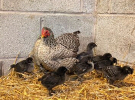 Hen and chicks for sale