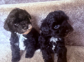 Beautiful F1 yorkiepoo READY NOW
