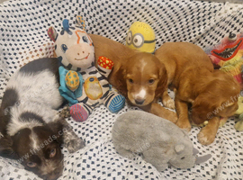 Here are 3 gorgeous little puppies