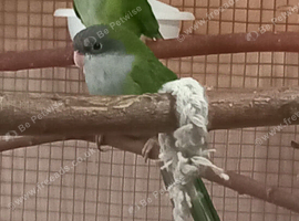 2 Sierra Parakeets for sale. 1 male, 1 female.
