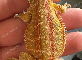 Stunning baby bearded dragons