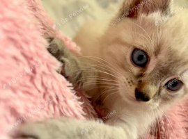 Beautiful kittens