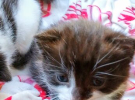 kittens ready for foreverhomes