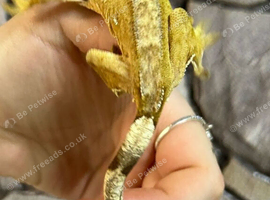 Adult Female Yellow Crested Gecko at Birmingham Reptiles