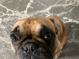 French Bulldog