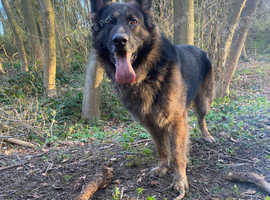 German shepherd for stud