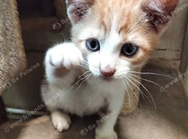 2 ginger and white kittens