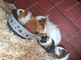 Guniea pig babies