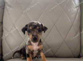 Adorable dachshund puppies