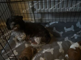 Shih Tzu pups