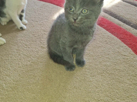 5 Playful Kittens for sale