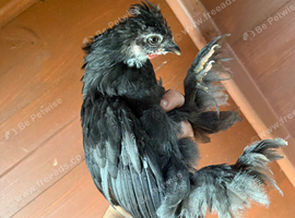 Stunning Pekin Bantam