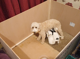 4 F2 white and Maple Cockapoo pups