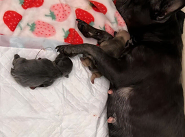 Puppies