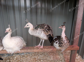 3 male peachicks looking for a new home