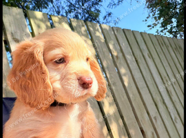 KC Registered Cocker Spaniel