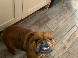 3year old English bulldog