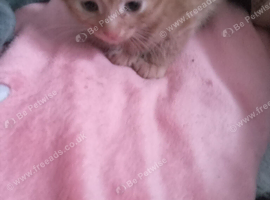 Ginger female kitten