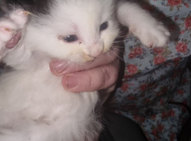 Spoiled american short hairx kittens soon ready