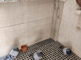 Racing Pigeon