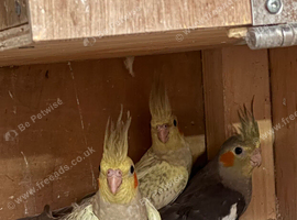 Six baby cockatiels