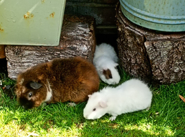 Baby piggies