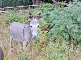 16 yr old jenny donkey in foal