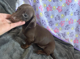 Adorable Miniature Dachshund Puppies Ready for Loving Homes