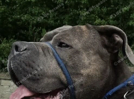 Beautiful boy for rehoming