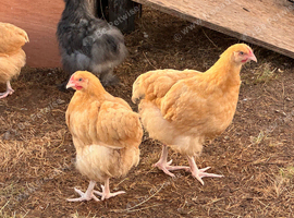 BUFF ORPINGTON COCKEREL