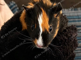 2 boar guinea pigs