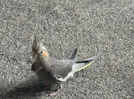 Young Cockatiel