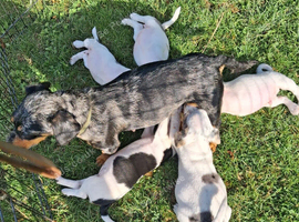 Dachshund x jack Russell puppy&rsquo;s
