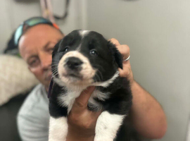 Puppy