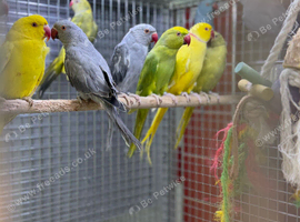 Ringneck