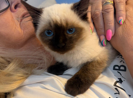 RAGDOLL KITTEN  GIRLS