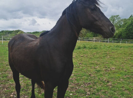 The real 'Princess' pony!