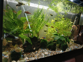 Free guppies fry North London/Enfield