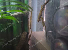 Baby and juv mourning geckos for sale