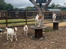 4 BOER GOATS FOR REHOME