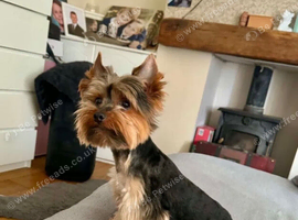 Yorkshire Terrier Female Dog