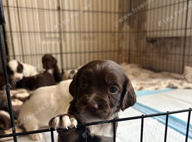 Working sprocker spaniel pups