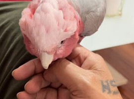 Baby Galah tame Glasgow