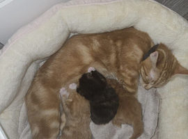 Mixed rogdall and ginger mum