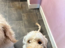 Australian labradoodle for sale
