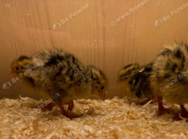 3/4 day old falb quails