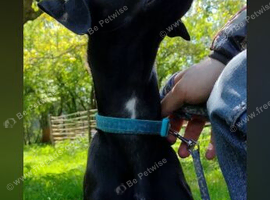 Whippet X Labrador