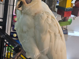 Female Curella cockatoo