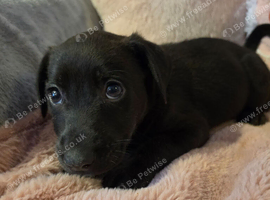 Germanshepard x staffy puppies