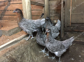 4 POL Bluebell Available